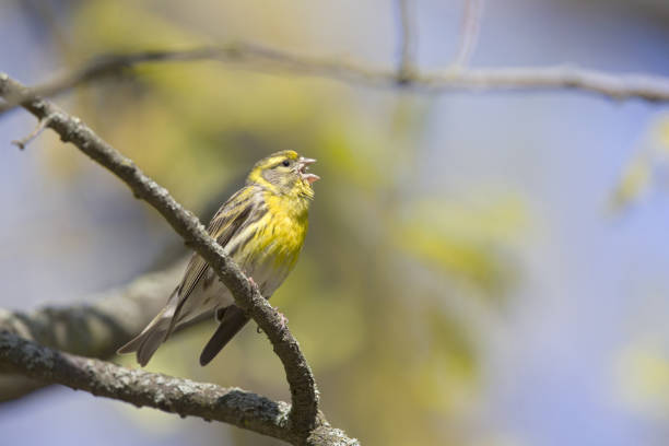 An adult european serin (Serinus serinus)  perched on a tree branch in a city park of Berlin. An adult european serin (Serinus serinus)  perched on a tree branch in a city park of Berlin. In a tree with yellow leafs. serin stock pictures, royalty-free photos & images