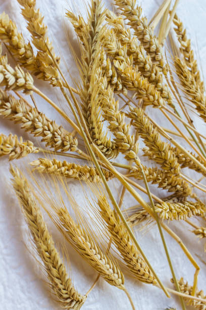 istock Spikelets of wheat on a white background. Top view 1153372810