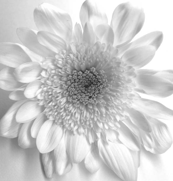 istock Beautiful flower in an unusual way 1153372838