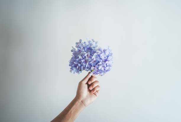 istock Holding flowers blue Hydrangea flower In the room 1153373098