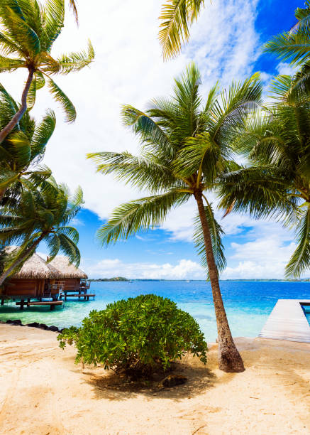 istock View of the sandy beach with palm trees, Bora Bora, French Polynesia. Vertical 1153374010