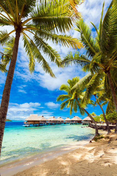 blick auf den sandstrand mit palmen, bora bora, französisch-polynesien. senkrecht - bora bora atoll stock-fotos und bilder