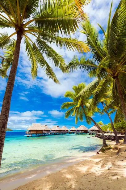 View of the sandy beach with palm trees, Bora Bora, French Polynesia. Vertical.