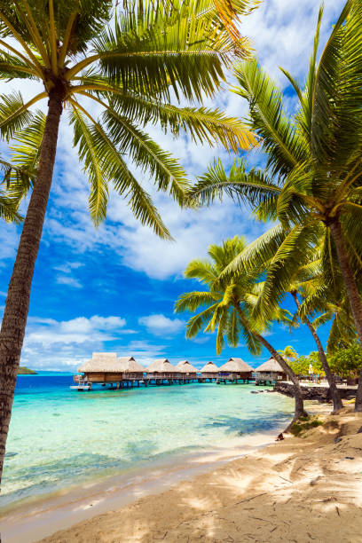 view of the sandy beach with palm trees, bora bora, french polynesia. vertical - bora bora polynesia beach bungalow imagens e fotografias de stock