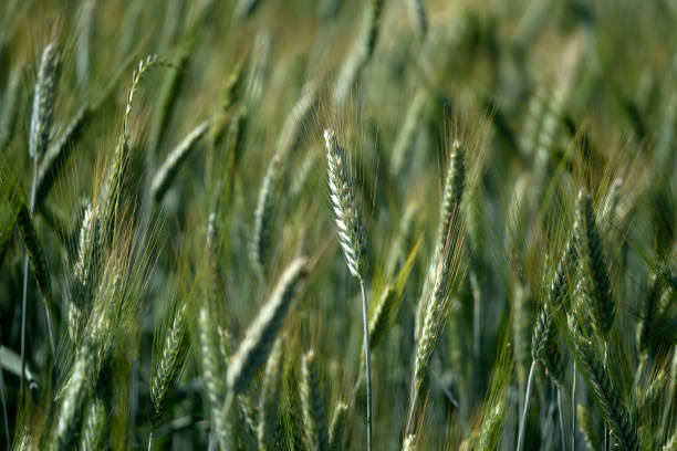 istock growing green wheat field detail 1153374308