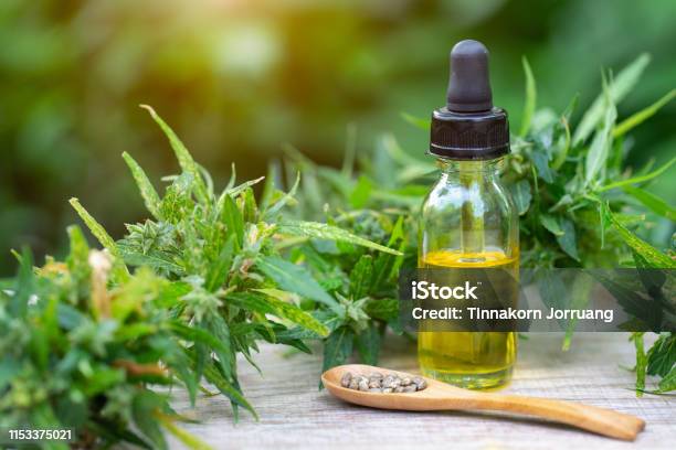 Hemp Oil Medical Marijuana Products Including Cannabis Leaf Cbd And Hash Oil Alternative Medicine Stock Photo - Download Image Now