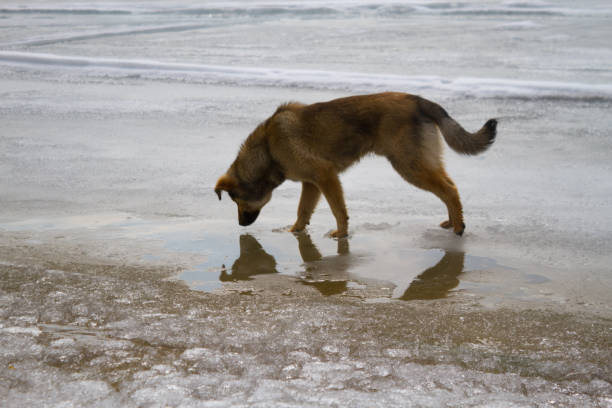A white dog reaches for a drink from the river in spring and encounters his own reflection
