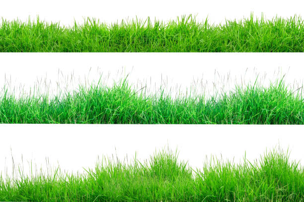 istock Green Grass Border isolated on white background. 1153378467