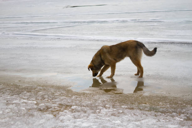 Homeless dogs in winter time heating on sanitaryware well