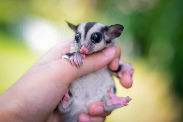 istock Sugar glider on girl hand. 1153379277