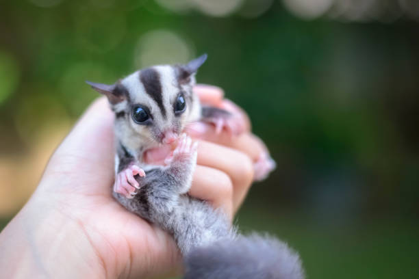 istock Sugar glider on girl hand. 1153379324
