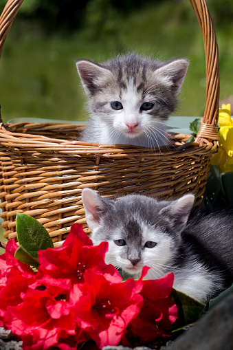 Two grey and white kittens in the basket and red flowers nearby