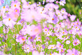 kosmos-blumen-im-garten.jpg?b=1&s=170x17