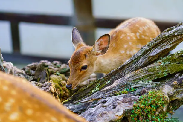Deer in Park, Japan