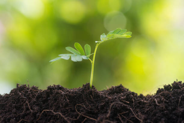 istock Close-Up Of Small Plant In Dirt 1153387659