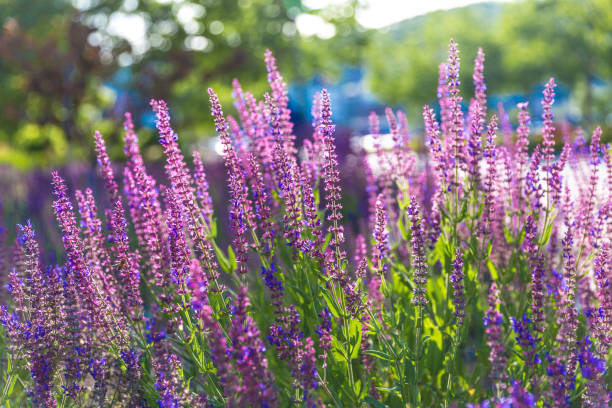 istock Outdoor spring, blooming lavender , Salvia nemorosa，lavender 1153387851