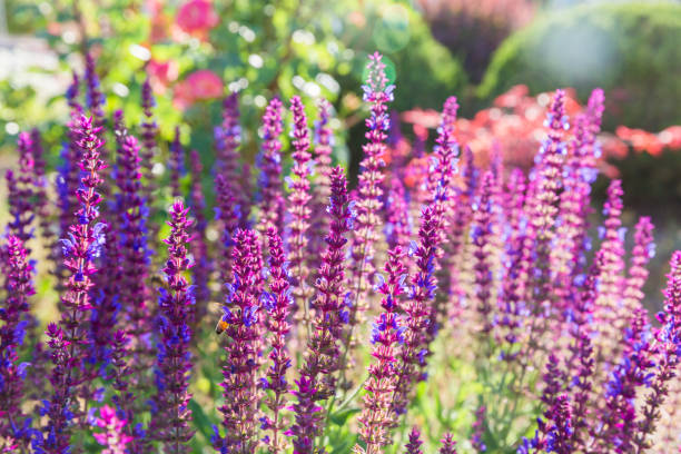 istock Outdoor spring, blooming lavender , Salvia nemorosa，lavender 1153387990