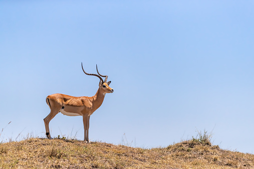 Adult male impala, side profile, stands on the brow of a hill in the Masai Mara, Kenya.