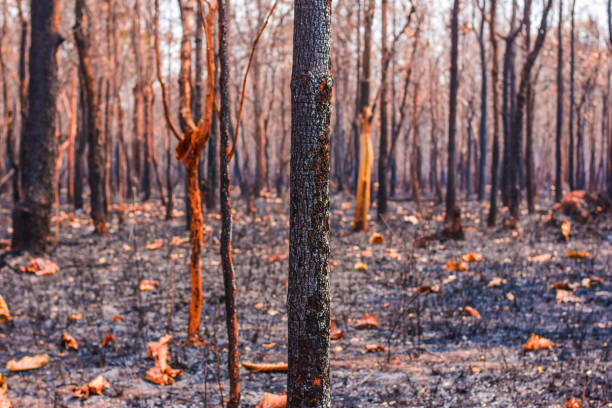 istock Forest fires in the dry season in mixed deciduous forests, deciduous forests, tropical dry evergreen forests, Southeast Asia 1153389285