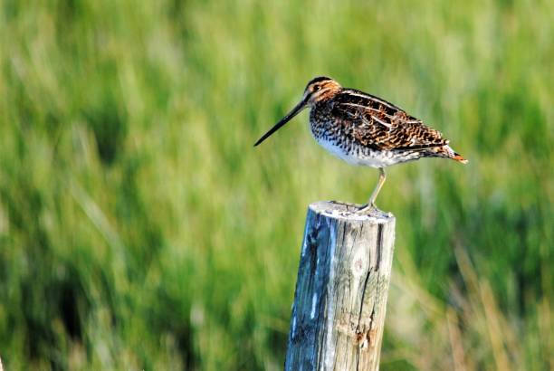 istock Common Snipe Resting on a Wooden Post 1153391217
