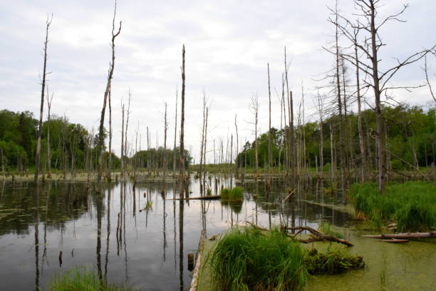 istock A view of a wild swamp with decayed trees growing from the water surface and moss, shrubs, and grass developing everywhere in the middle of a dense forest or moor seen on a cloudy spring day in Poland 1153391340