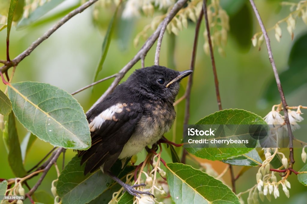 Orientalische Magpie-Robin-Jungvogel, Seitenansicht. - Lizenzfrei Auge Stock-Foto