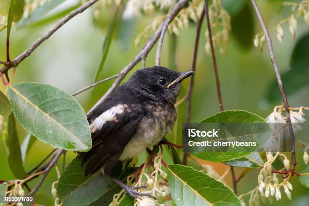 Orientalische Magpierobinjungvogel Seitenansicht Stockfoto und mehr Bilder von Auge