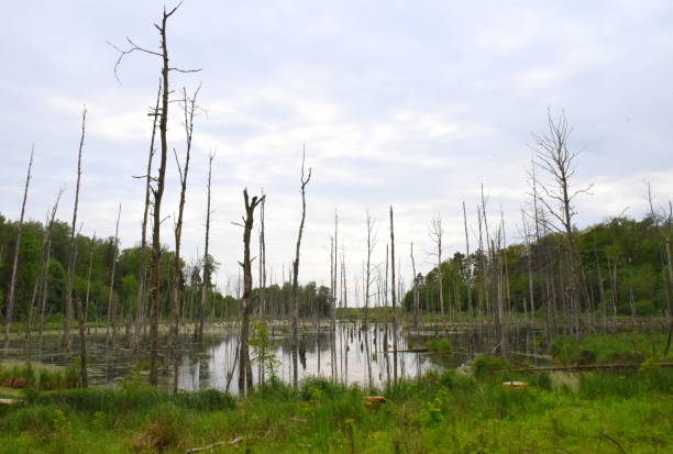 istock A view of a wild swamp with decayed trees growing from the water surface and moss, shrubs, and grass developing everywhere in the middle of a dense forest or moor seen on a cloudy spring day in Poland 1153391988
