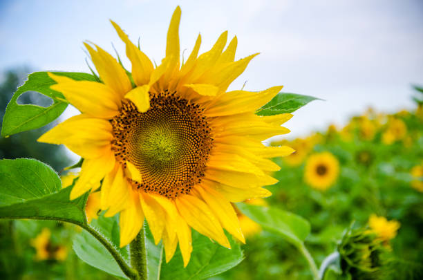 istock nice and warm in summer field with blooming sunflower blossoms. 1153392047