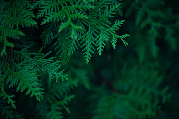 istock Green background with branches of thuja 1153393554