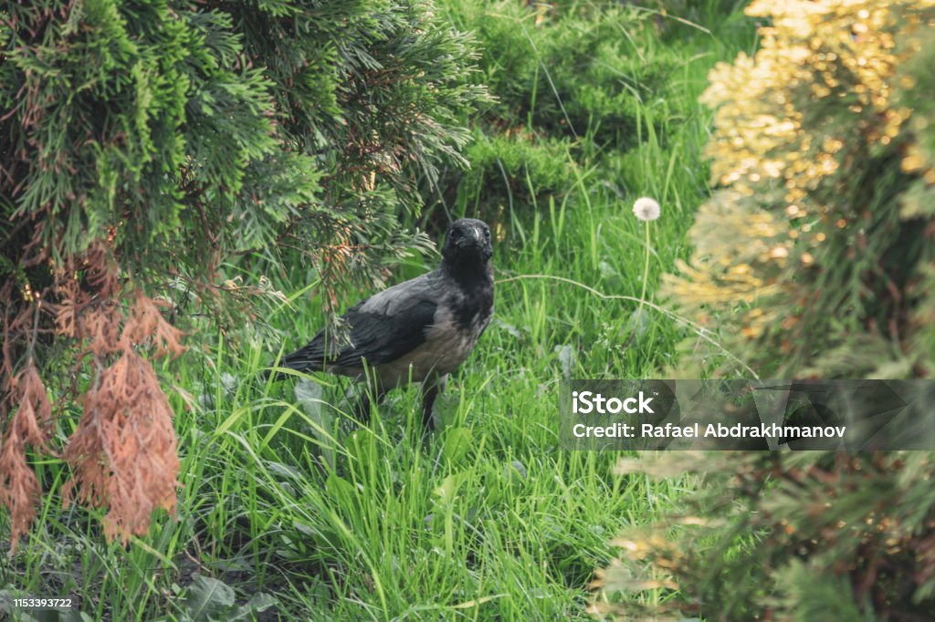 Ein junger Kükchenmagpie im Gras. Krähe sieht überrascht aus. Vogel im Wald - Lizenzfrei Echte Elster - Gattung Stock-Foto