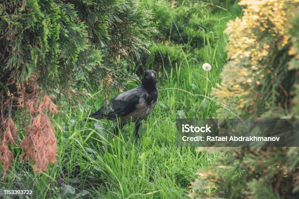 Ein Junger Kükchenmagpie Im Gras Krähe Sieht Überrascht Aus Vogel Im Wald Stockfoto und mehr Bilder von Echte Elster - Gattung