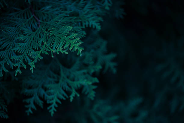 istock Dark green background with branches of thuja 1153394058