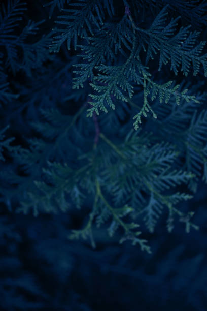 istock Dark green background with branches of thuja 1153394141