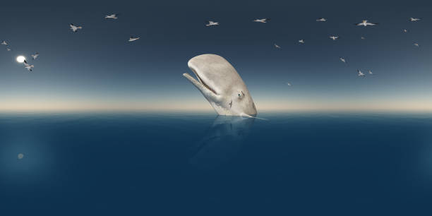 istock Spherical 360 degrees seamless panorama with sperm whale and seagulls 1153394145