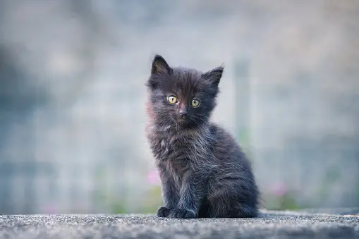 Black Kitten Pictures  Download Free Images on Unsplash