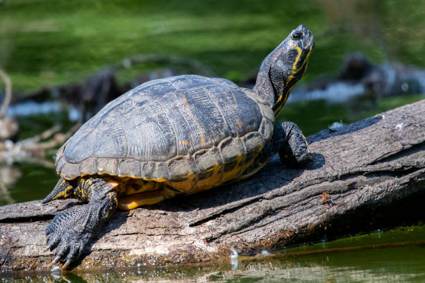 istock Yellow Bellied Slider 1153396632