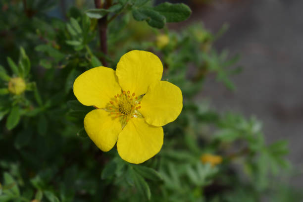 istock Shrubby cinquefoil Sommerflor 1153397827