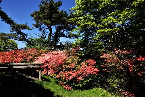 The famous azalea spot at 1000 meters above sea level at the Nasu Highland,adjacent to the Nasu Imperial villa .This Yahata Azalea garden is open to the public through the year round.about more than 100,000 azalea trees are growing rampant,coexisted with pine trees.Why so many Azalea trees without being overcome by big pine trees ？
For,Azalea is suitable for well ventilated place with a lot of sunlight and much waters.From this point of view,that location is best suitable for growth Azalea. This area is surrounded by two rivers.
Azalea flowers are  classified into two kinds of colors in this area,red or orange one.The former is called Yamatutuji, the latter called Rengetutuji.