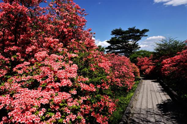 Azalea flowers that vividly colours now at the Nasu highland in Tochigi prefecture. The famous azalea spot at 1000 meters above sea level at the Nasu Highland,adjacent to the Nasu Imperial villa .This Yahata Azalea garden is open to the public through the year round.about more than 100,000 azalea trees are growing rampant,coexisted with pine trees.Why so many Azalea trees without being overcome by big pine trees ？
For,Azalea is suitable for well ventilated place with a lot of sunlight and much waters.From this point of view,that location is best suitable for growth Azalea. This area is surrounded by two rivers.
Azalea flowers are  classified into two kinds of colors in this area,red or orange one.The former is called Yamatutuji, the latter called Rengetutuji. cotoneaster horizontalis stock pictures, royalty-free photos & images