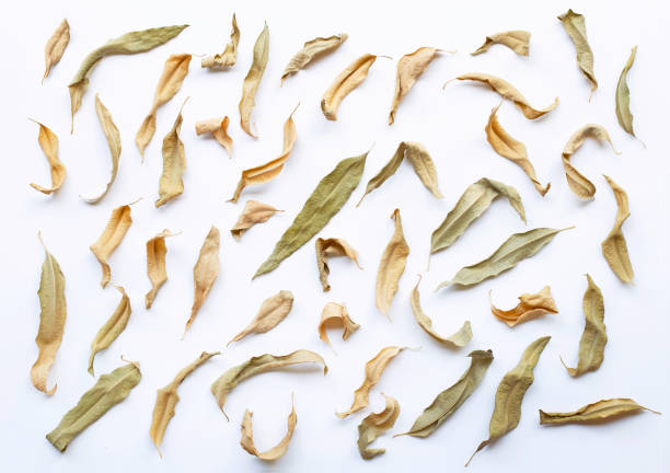istock Eucalyptus dry leaves on white 1153400034