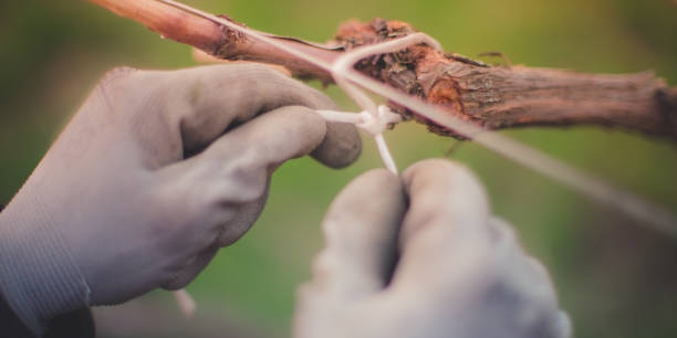 istock Gloved hands. Gardening in the spring garden. 1153400390