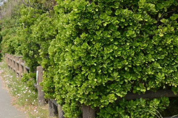 The evergreen Japanese spindle tree (Euonymus japonica) is used for hedges.