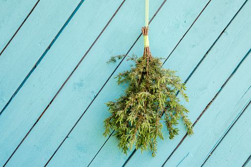 Juniper sauna whisk broom ( also known as vasta, vihta or venik) hanging and drying on the wall, blue wooden background, copy space. Whisk is used in sauna to massage body and increase blood flow.