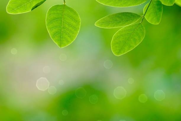istock green tree leaves and branches in the nature in summer 1153403222