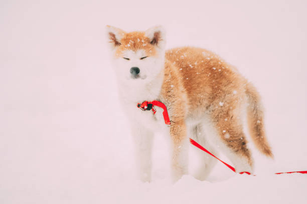 istock Dog On Snow Covered Field During Winter 1153403924