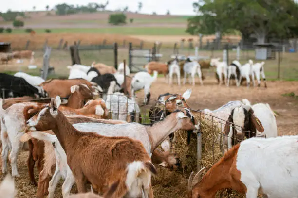 Goats outside in nature during the daytime