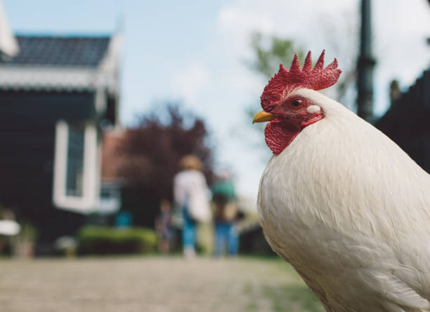 nahaufnahme des hahns in der stadt - city chicken stock-fotos und bilder