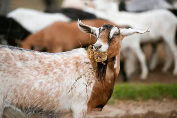 Goats outside in nature during the daytime