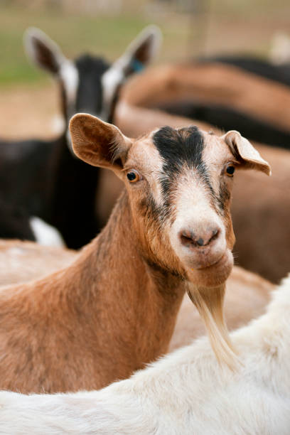 istock Goats outside during the day 1153404503